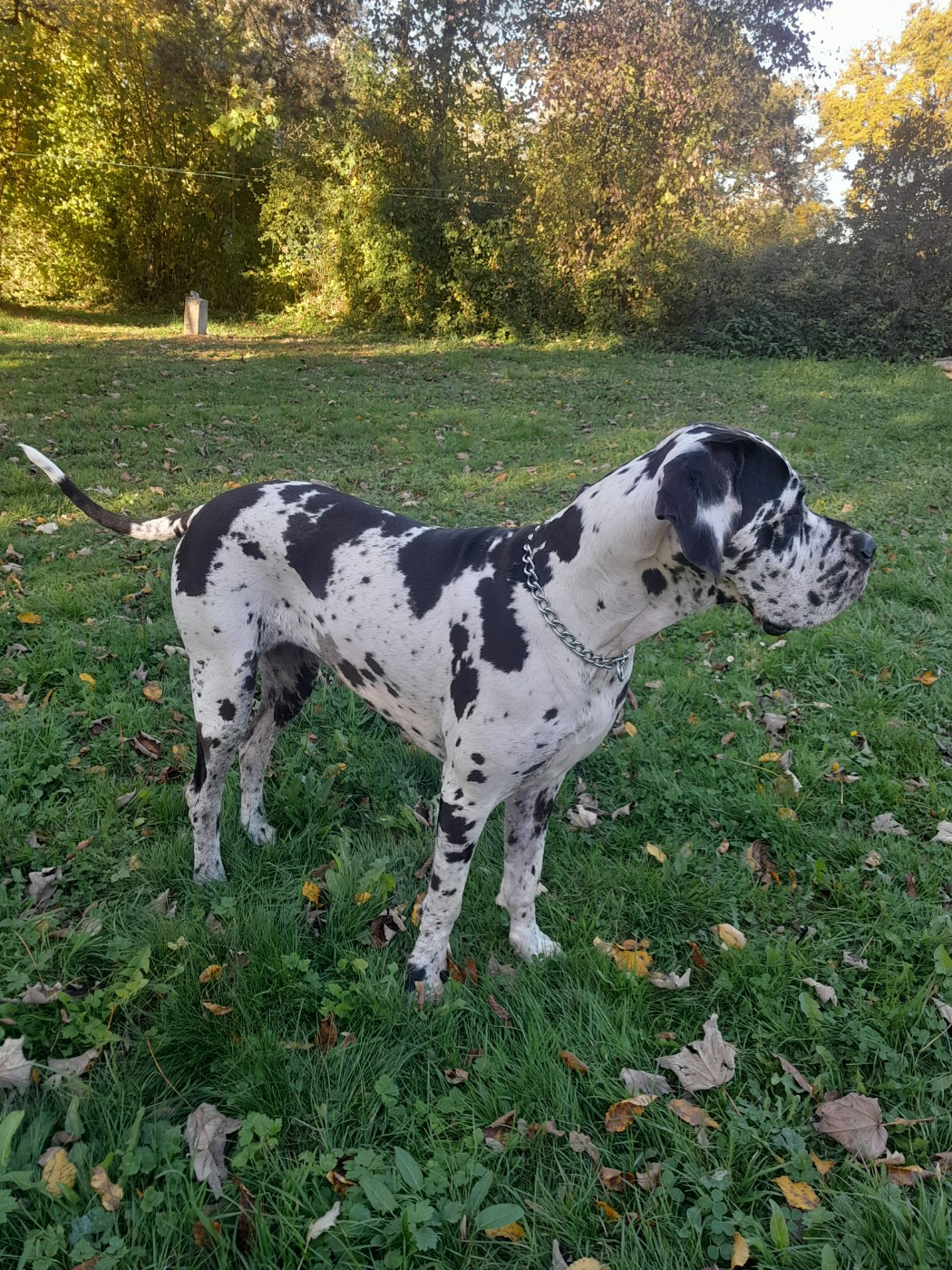 Tweeny Du Monde De Sténa