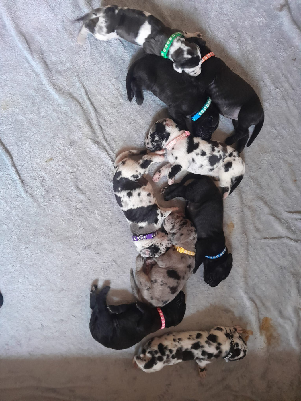 Du Jardin Des Danes - Dogue allemand - Portée née le 18/02/2026