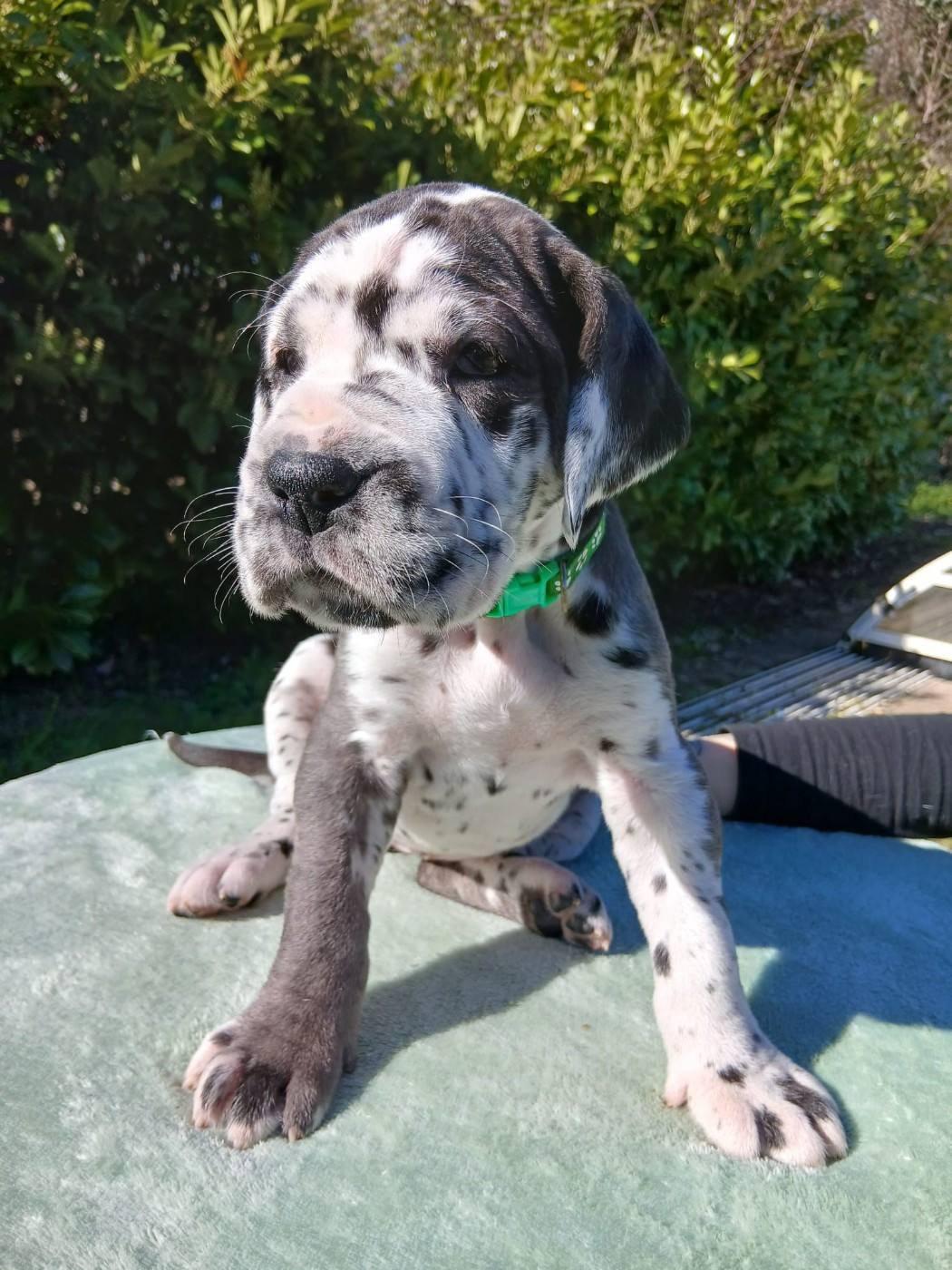 Du Jardin Des Danes - Chiots disponibles - Dogue allemand