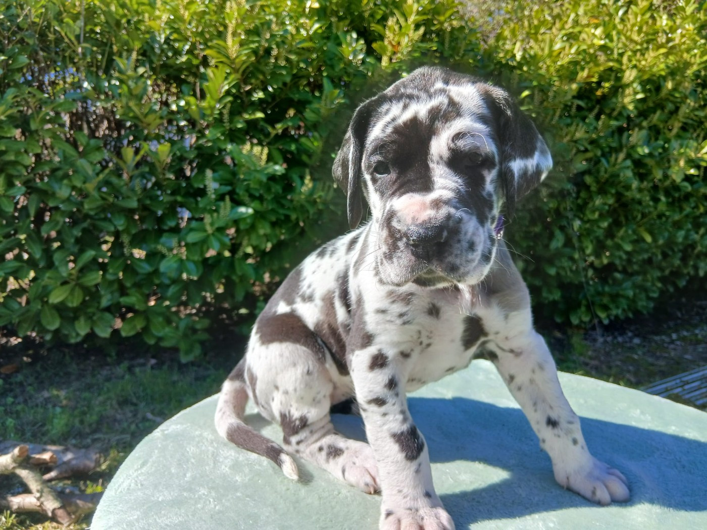 Du Jardin Des Danes - Chiots disponibles - Dogue allemand
