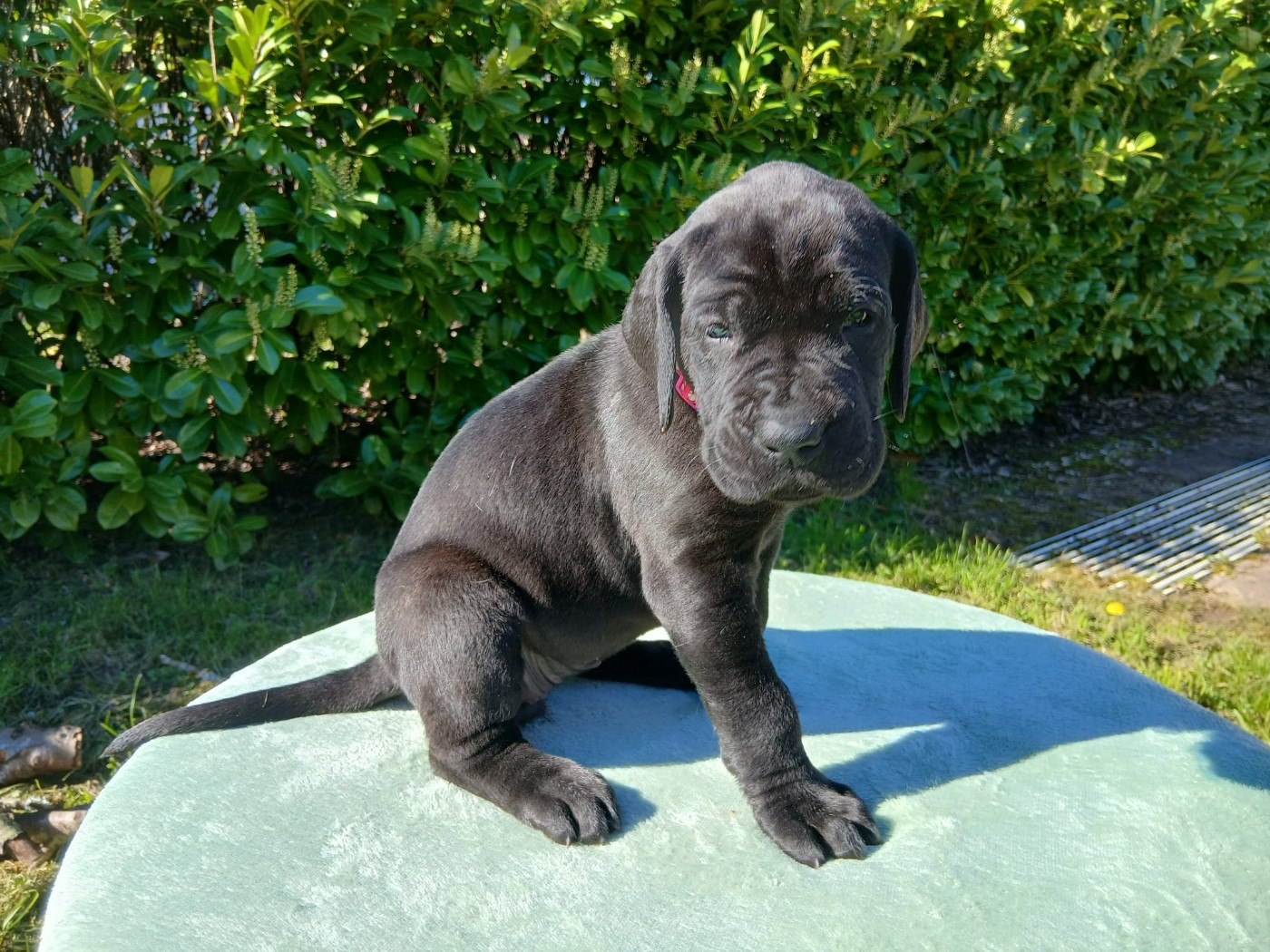 Du Jardin Des Danes - Chiots disponibles - Dogue allemand