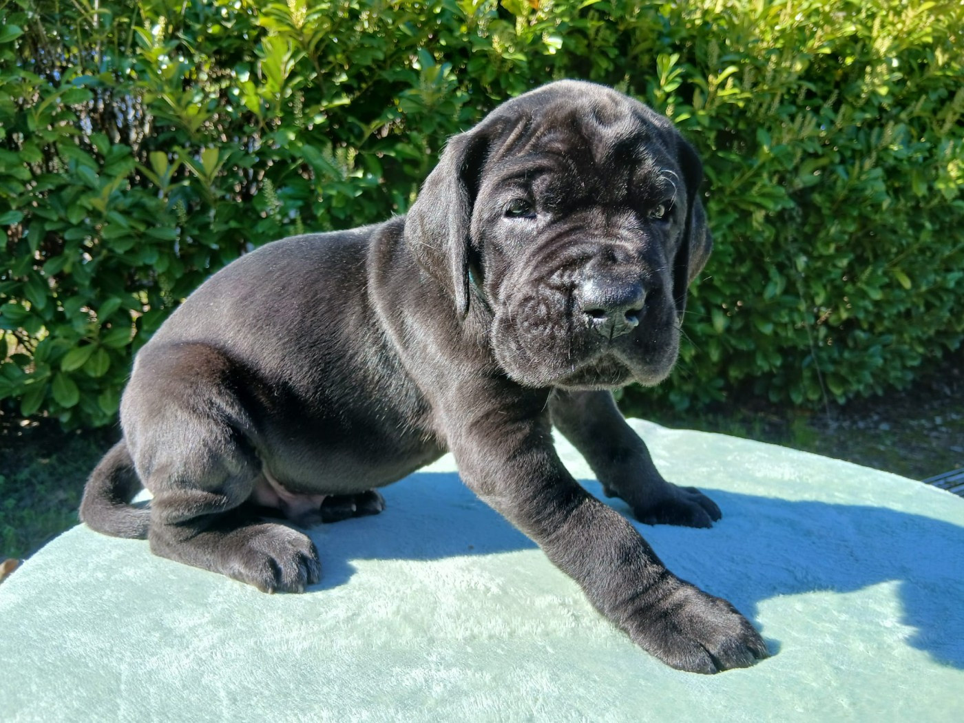 Du Jardin Des Danes - Chiots disponibles - Dogue allemand