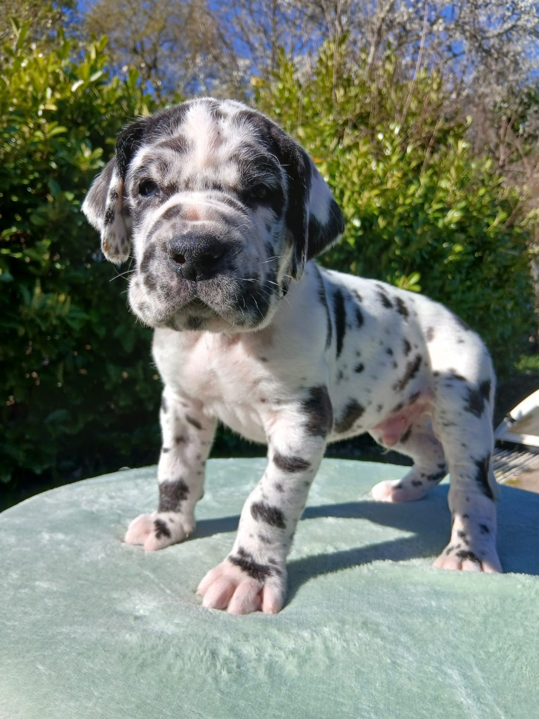 Du Jardin Des Danes - Chiots disponibles - Dogue allemand