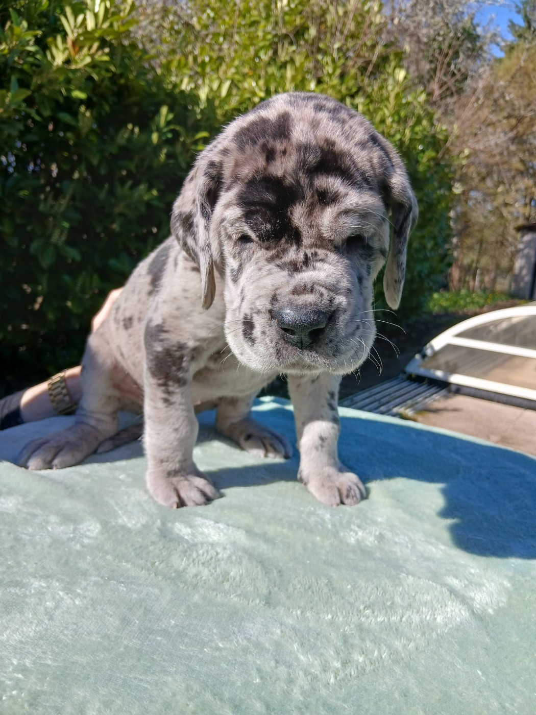 Du Jardin Des Danes - Chiots disponibles - Dogue allemand