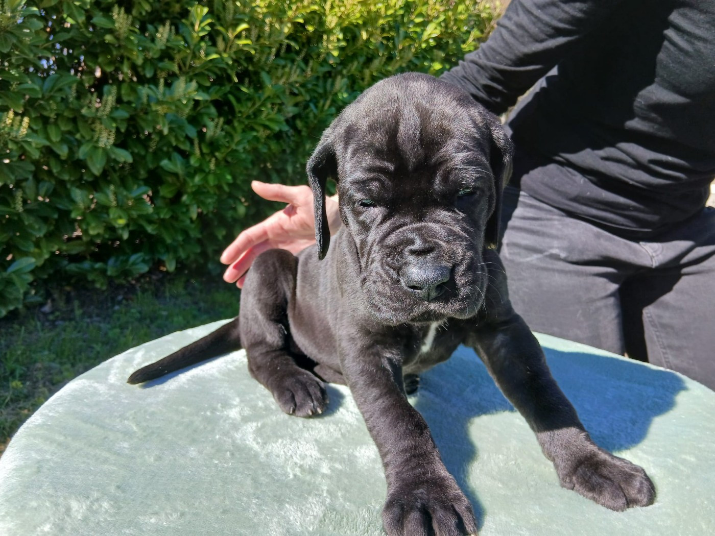 Du Jardin Des Danes - Chiots disponibles - Dogue allemand