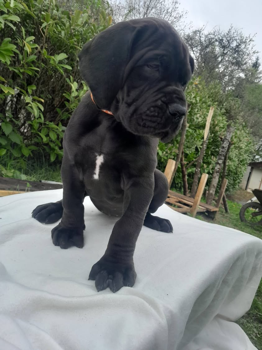 Du Jardin Des Danes - Dogue allemand - Portée née le 18/02/2026